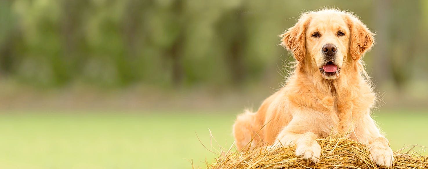 Best 3Letter Dog Names Popular Male and Female Names Wag!